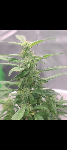 Screenshot_20220402-162703_Gallery