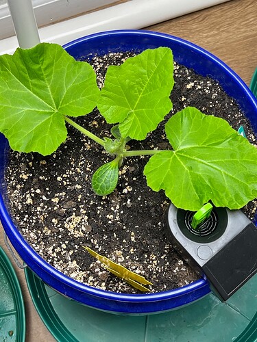 Yellow Squash 1 Day 25