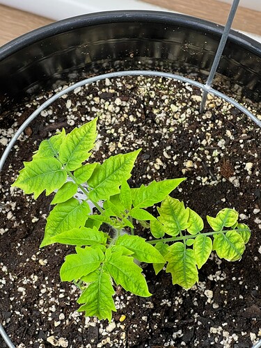 Cherry Tomato Day 36