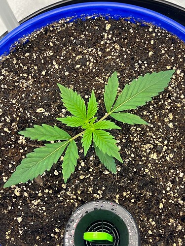 Monkey Slapz in the soil Day 14