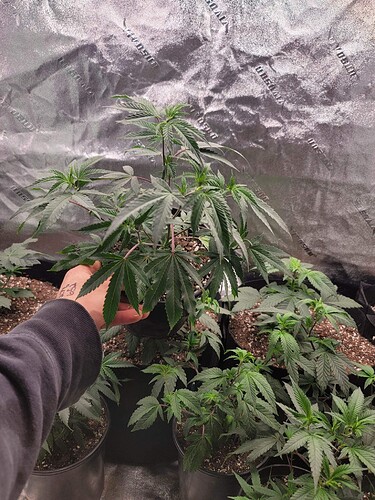 received_3201763253469125