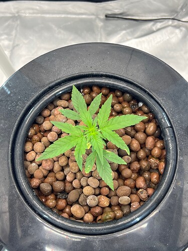 Plant 14 Day 12
