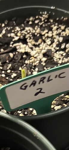 Garlic Sprout 2 Day 23