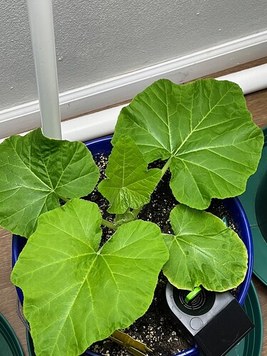 Yellow Squash 1 Day 31