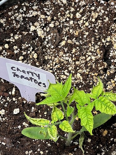 Cherry Tomato Day 28