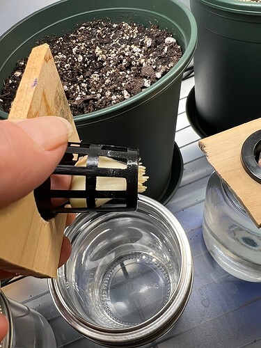 Garlic Roots Day 19