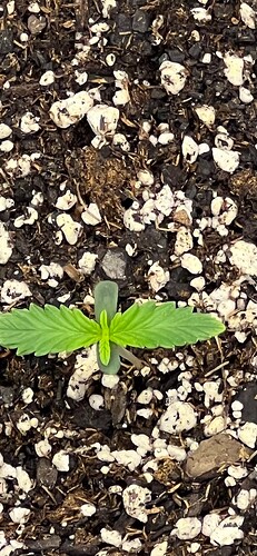 Monkey Slapz in the soil Day 3