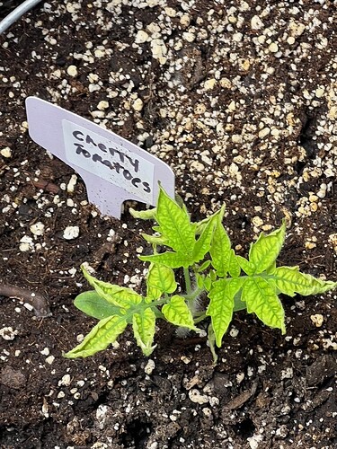 Cherry Tomato Day 27