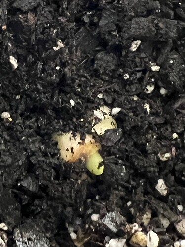 Garlic Sprout 3 Day 21