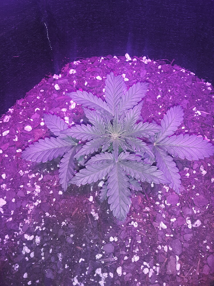 Blue cheese auto Grow from Home Growers Network Forum