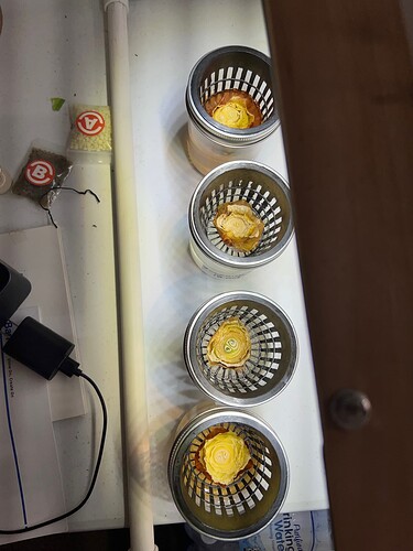 Onion Sprouts Day 36