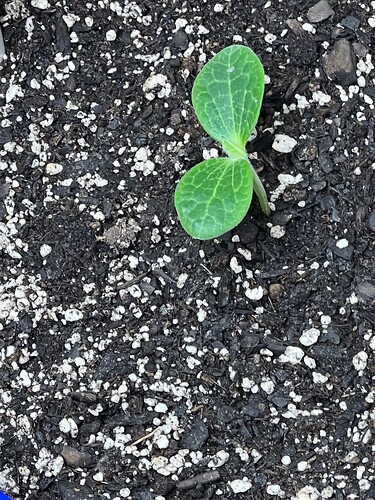 Yellow Squash 1 Day 10