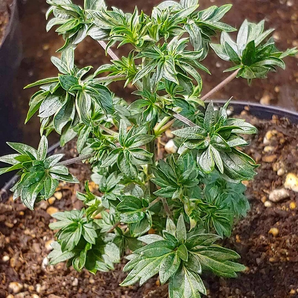 is-cannabis-a-herb-vegetable-or-fruit-random-chat-and-fun