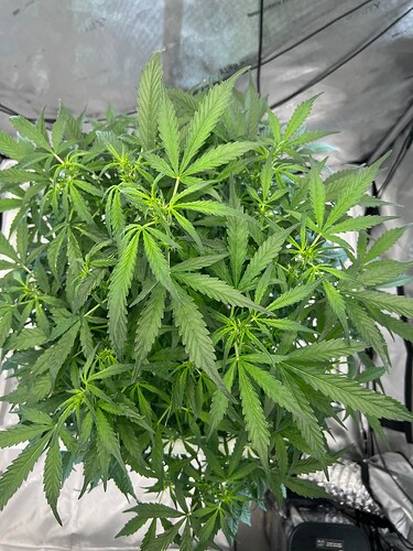 Plant 68 Day 40