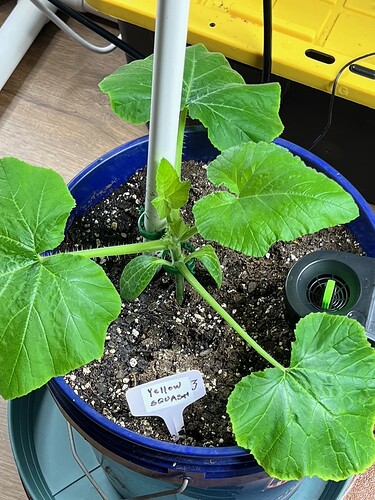 Yellow Squash 3 Day 31