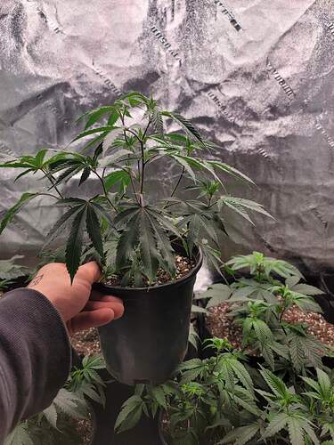 received_2078486792355367