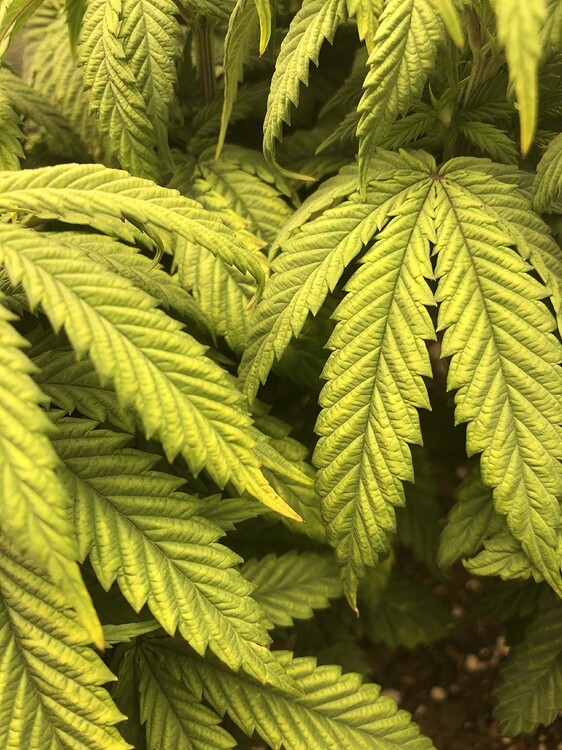 Magnesium deficiency? Grow from Home Growers Network Forum