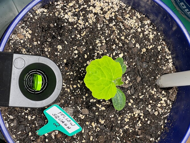 Yellow Squash 2 Day 20