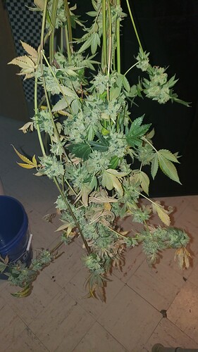 IMG-20200316-WA0005