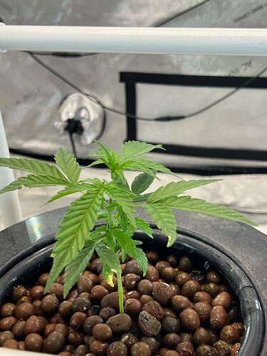 Plant 19 Day 15