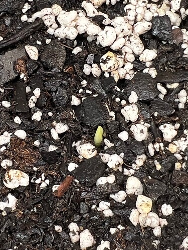 Garlic Sprout 3 Day 22