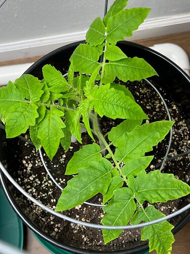 Cherry Tomato Day 44