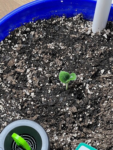 Yellow Squash Day 8 in a Bucket