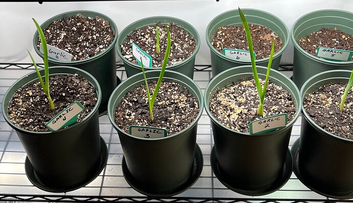 Garlic Day 31