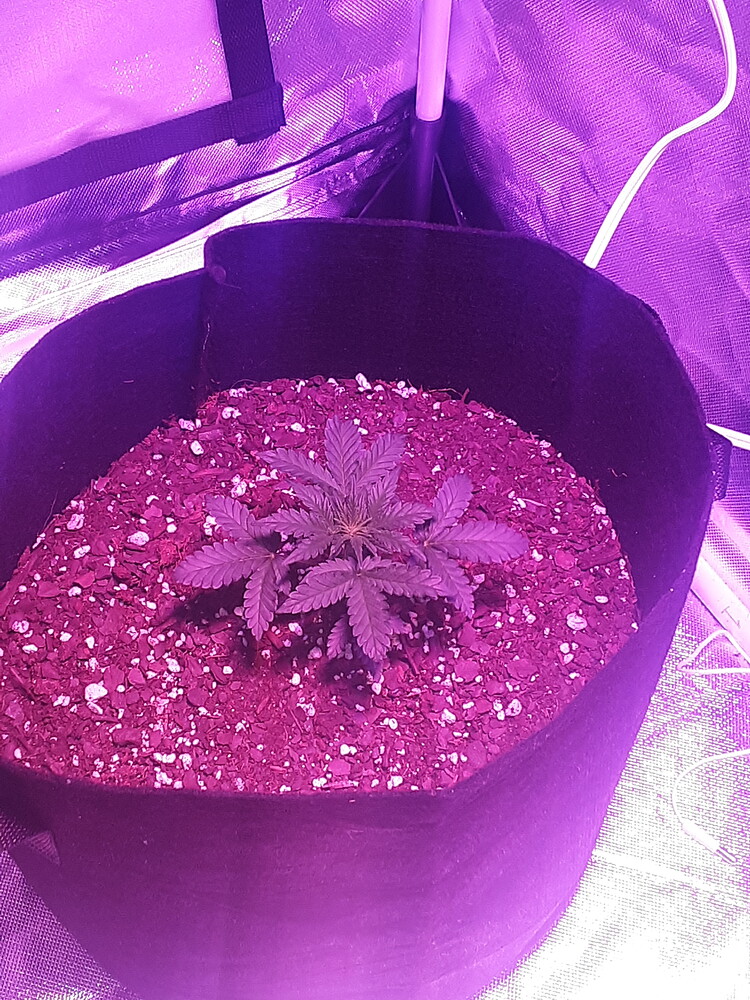 Blue cheese auto Grow from Home Growers Network Forum