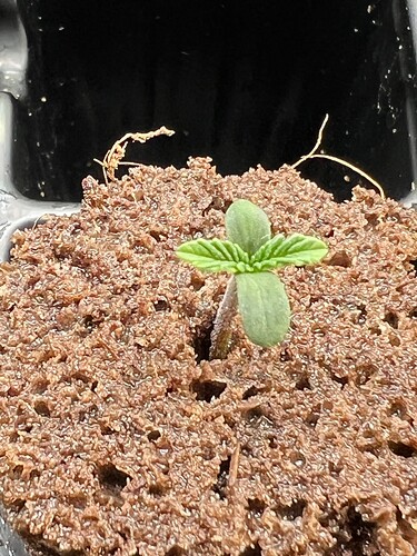 Monkey Slapz Day 7