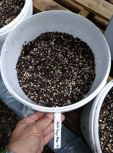 IMG-20200130-WA0003