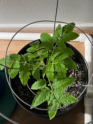 Cherry Tomato Day 46