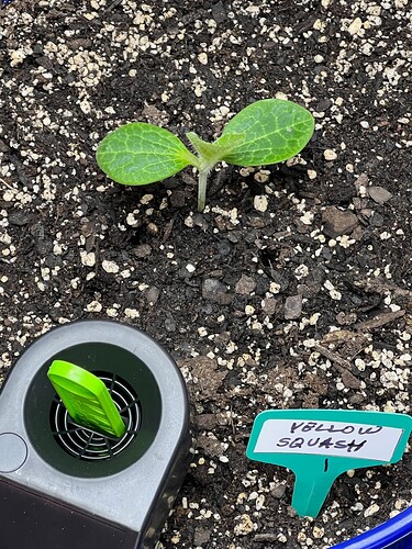 Yellow Squash 1 Day 14