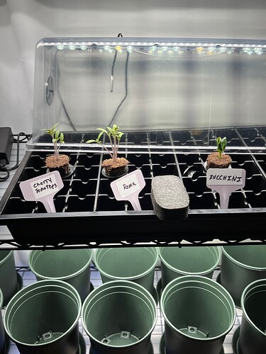 Seed Starter Tray Day 12