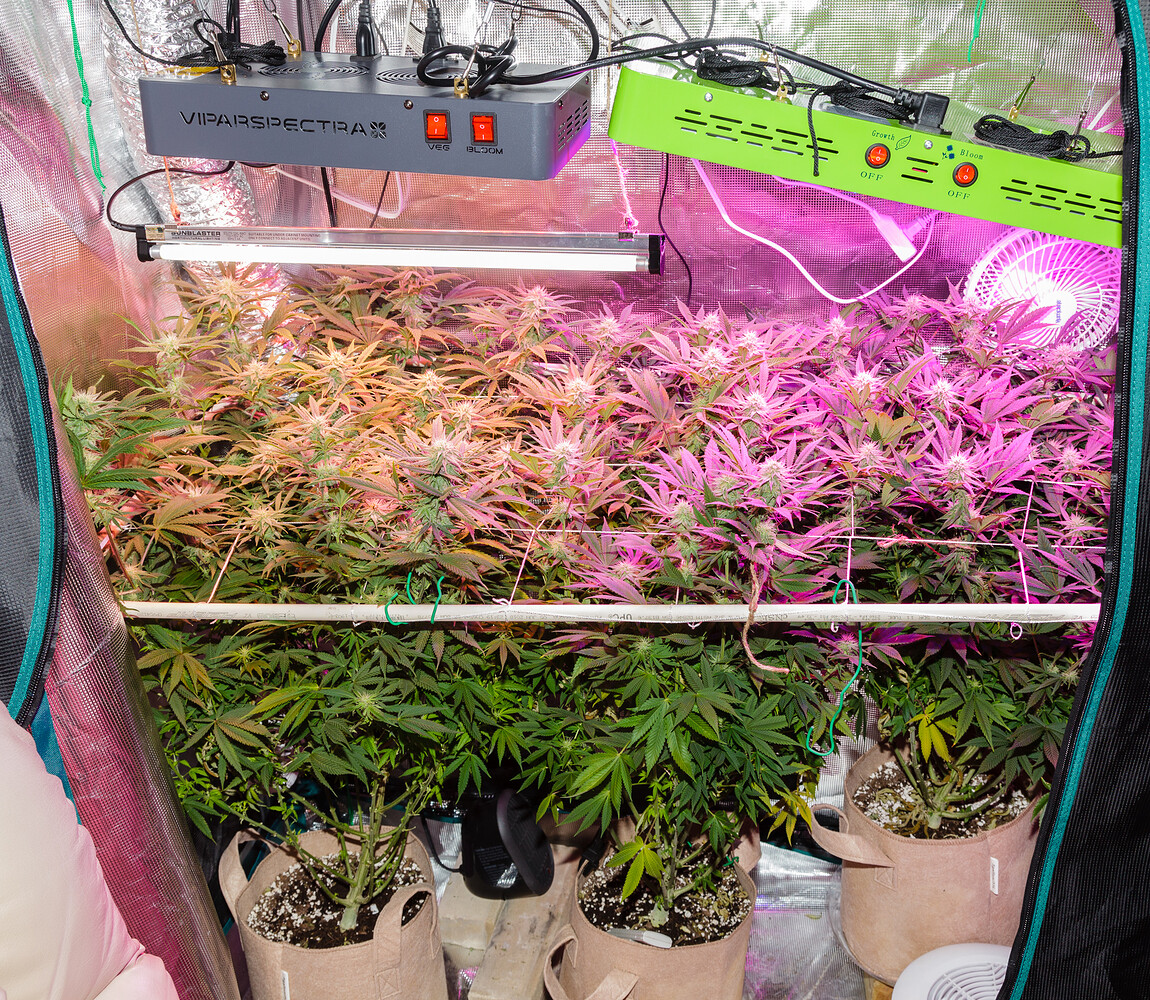 Observations growing with my Mars Hydro and Viparspectra budget LED