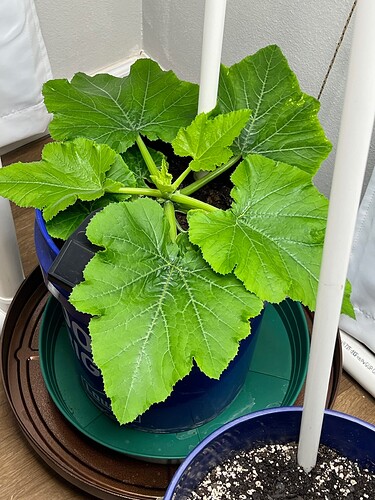 Zucchini Day 30
