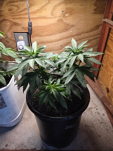 17632166578674818575529304812709