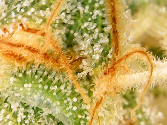 Image (2)