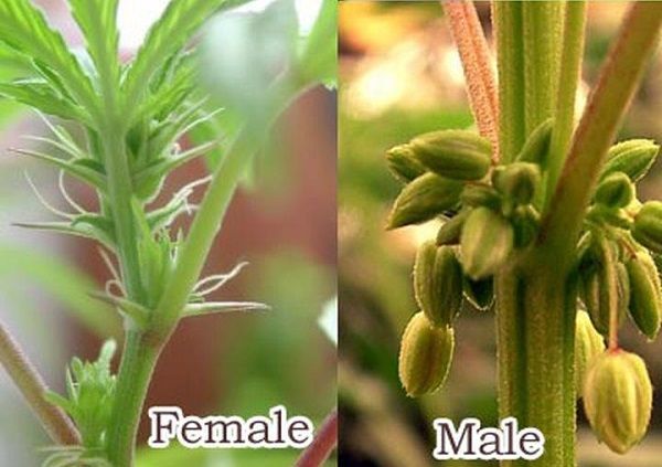Male-vs-female-cannabis-plants