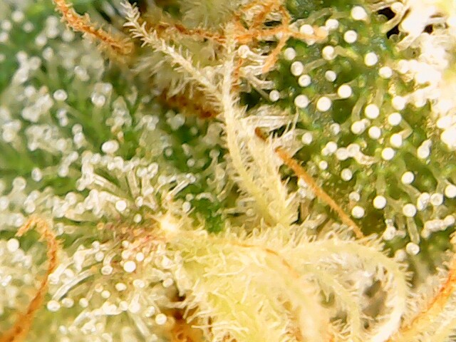 Image (3)