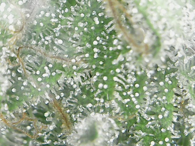 Mon%20Jul%2015%2017-14-17