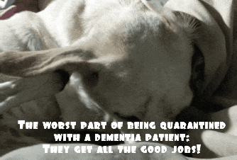 bestquarantinejobs