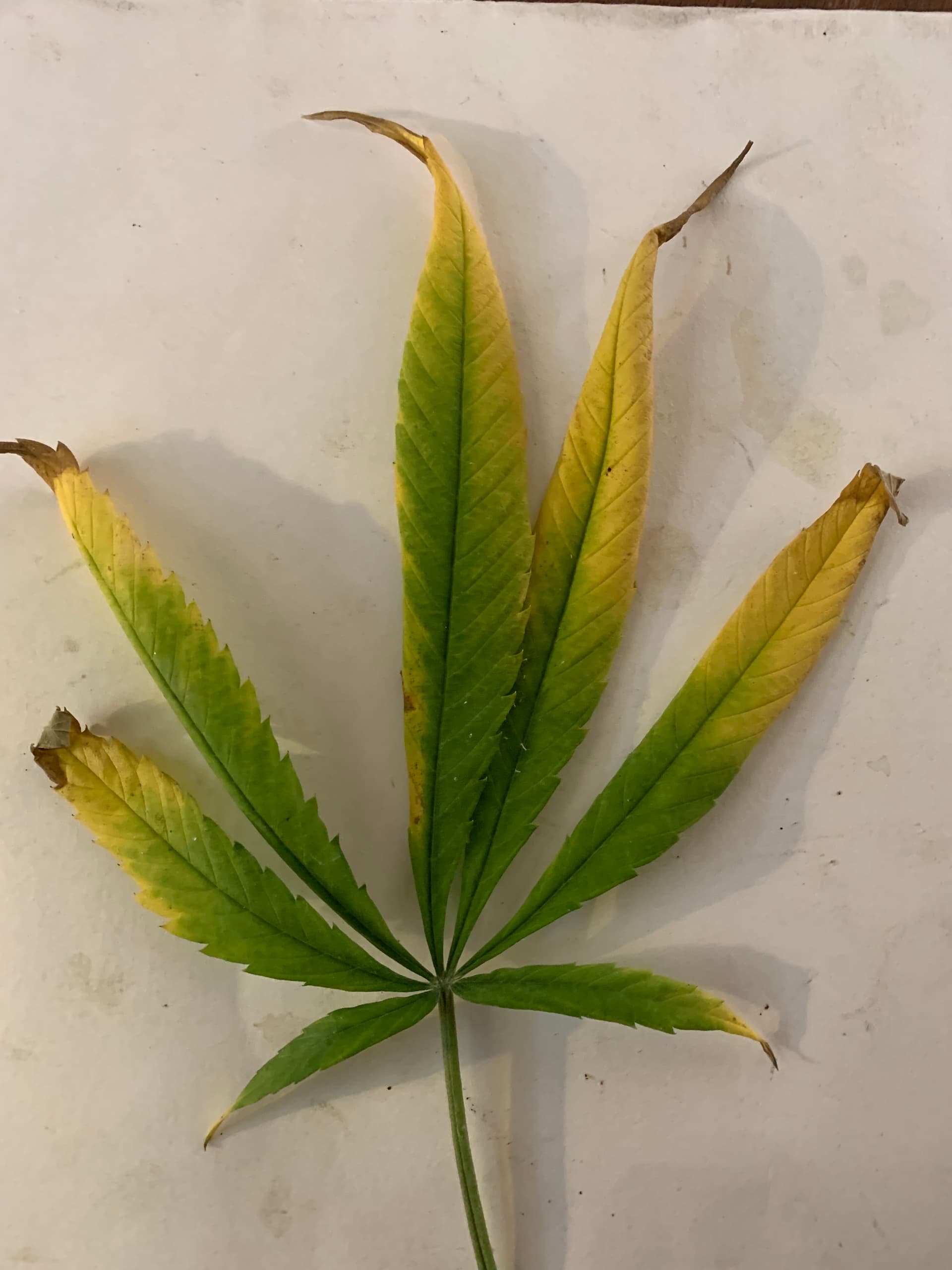 Need Help Leaves Turning Yellow Plant Problems Growers Network Forum need-help-leaves-turning-yellow-plant-problems-growers-network-forum