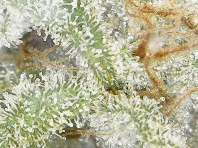 Mon%20Jul%2015%2017-11-30