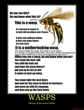 Wasp