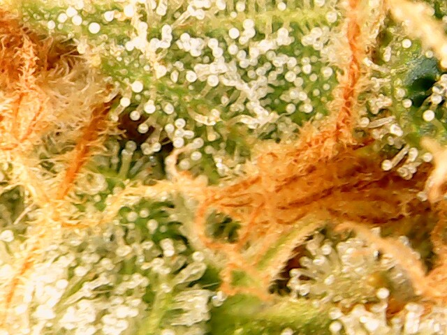 Image (7)